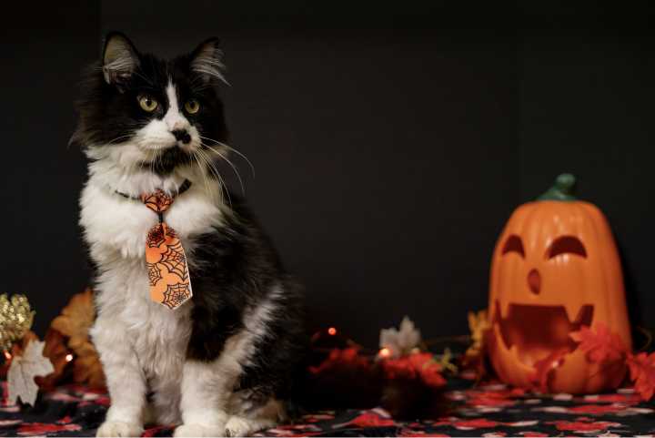 Sponsor spotlight: Inside Purrfect Pals’ Black Cat Ball — A tradition of saving cats’ lives