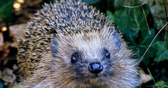 UK households urged to act if they see hedgehogs in garden