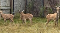 Wildwood Zoo in Marshfield welcomes three rare aoudads