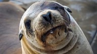 Sea lion found in Southern California with bullet in…