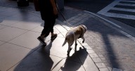 Un fallo pionero declara violencia vicaria matar a un perro para hacer sufrir a la pareja