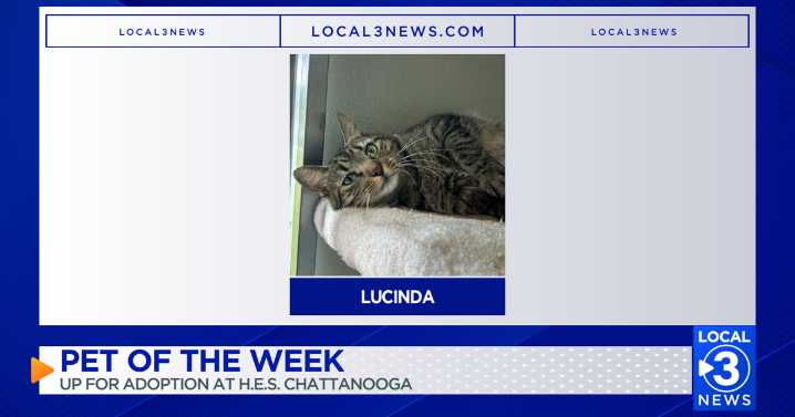 Lucinda the cat up for adoption at the Humane Educational Society of Chattanooga