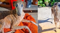 Perrito vivía en la calle con una enfermedad que le impedía ver, pero una segunda oportunidad cambió su vida
