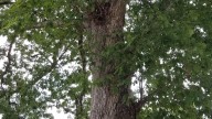 What to do about a tree encroaching on your Cumberland County property?