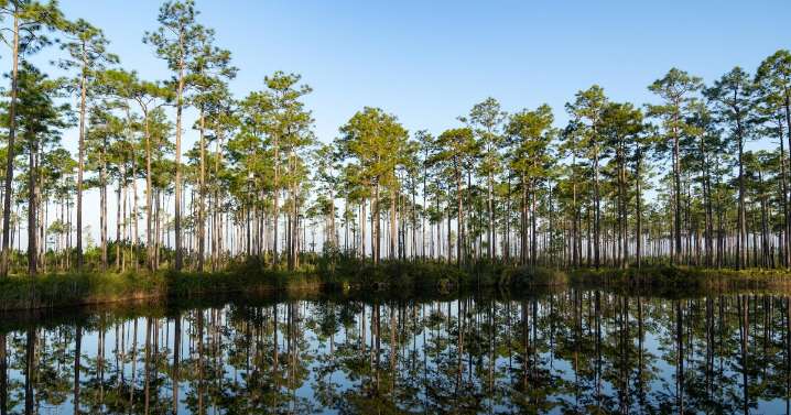 How a $60 million deal saved Georgia's Okefenokee Swamp from mining