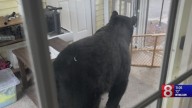 DEEP trying to catch bear that broke into Simsbury home