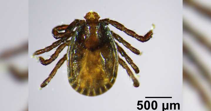 Invasive, disease-carrying tick found in Maine, the farthest northeast it has been spotted