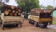 Two vehicles carrying timber illegally seized, drivers arrested