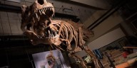 El descubrimiento de vasos sanguíneos en el T. rex más grande de la historia desafía lo conocido sobre los fósiles
