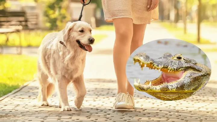 Mujer de Florida salió a pasear a su perro y nunca imaginó lo que ocurriría: debió pelear con un caimán