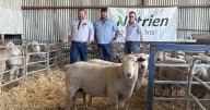 Charollais ram leads the charge for Redline stud auction
