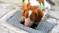 Perrito es contratado por el Gobierno para detectar fugas de agua; fue entrenado en el extranjero