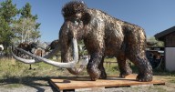 Montana sculptor debuts 8,000-pound mammoth at Burning Man