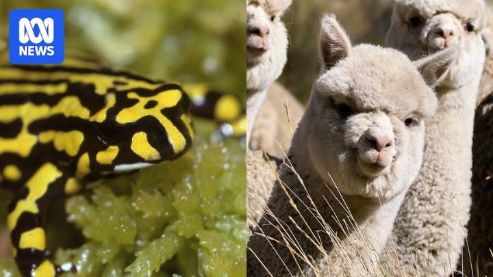 Gene editing lets scientists alter wild animal DNA for conservation. But should they?