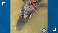 East Texan admits to killing alligator at Lake Bob Sandlin