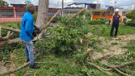 Alcaldía de Maturín tala árbol que representaba riesgo en Los Godos