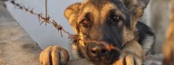 Maltrato animal en Bogotá: Una cifra en aumento exige un llamado a la acción