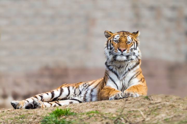 Caretaker killed by tiger at wildlife preserve in Oklahoma