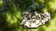 Adelantaron obras de protección en lago del Jardín Botánico de Medellín
