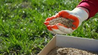 12 Of The Fastest Growing Grass Seeds For A Luscious Lawn In No Time
