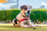 Four-legged hero at Animal Humane New Mexico saves animal in need