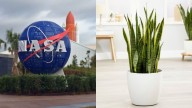 La NASA afirma los increíbles beneficios de la Lengua de Suegra en una casa