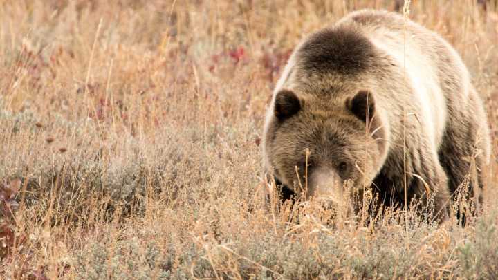 Library to host 'Bears of Grand Teton' book talk