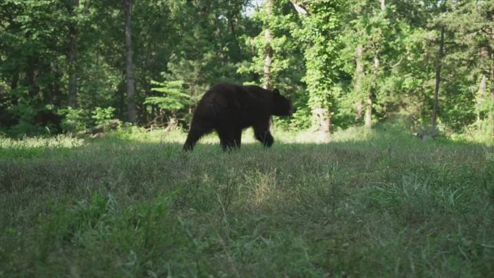 70-year-old man in critical condition after bear attack in Franklin County