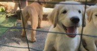 Dozens of golden retriever puppies available for adoption at Massachusetts shelter