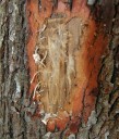 Tree-killing, invasive fungal disease reaches NY
