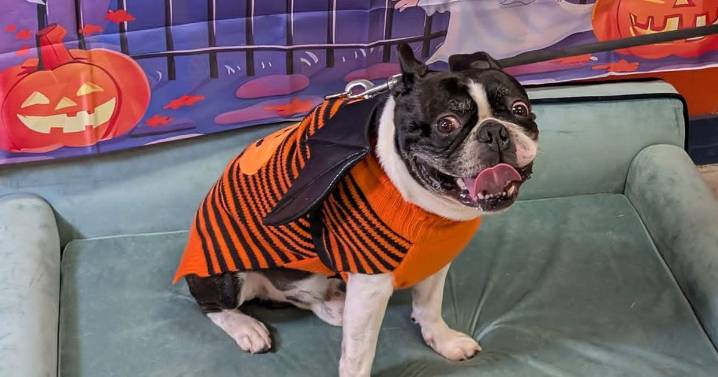 Glasgow dogs invited to Harry Potter themed Halloween party next month