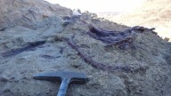 Hallaron un nuevo dinosaurio carnívoro que estuvo entre los últimos en extinguirse