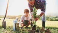 What You Should Know Before Growing A Fruit Tree In Clay Soil