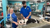 Louisville Metro Council considers microchip mandate for all cats, dogs