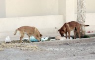 Indignación en Nuevo León por presunto sacrificio de 70 perros en Santa Catarina