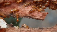 The Oil Trick That Can Help Get Rid Of Termites Naturally (But You Might Not Love It)