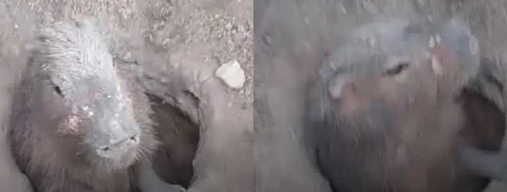 Carpincho rescatado en pozo de 80 cm en Entre Ríos movilizó a vecinos y autoridades ambientales