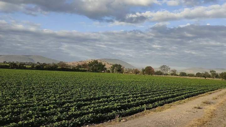 Campo en Morelos requiere 500 mdp para reactivarse