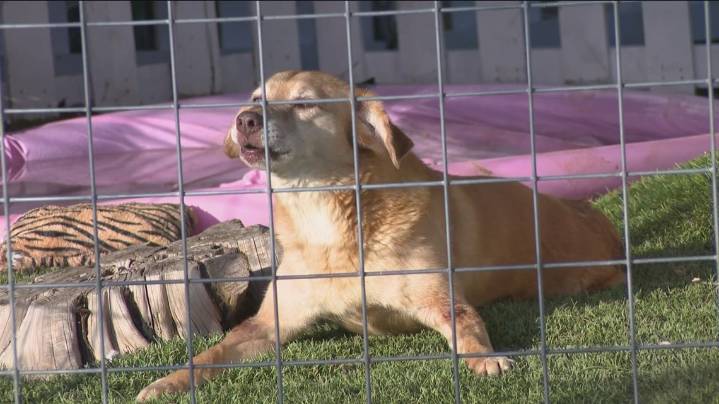 Central Texas animal sanctuary faces financial crisis after July floods