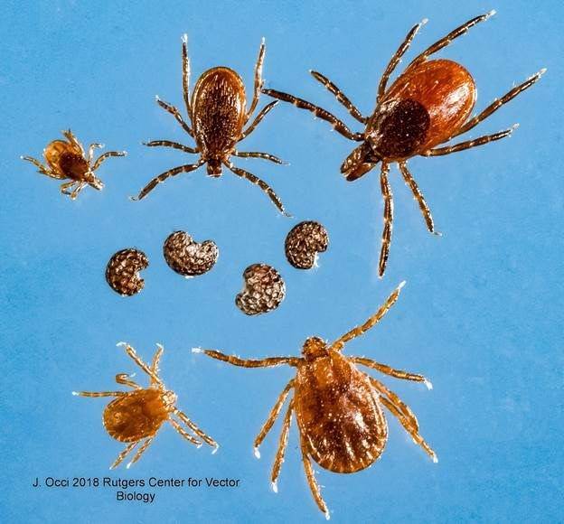 Invasive Tick Spreading Across New York, Deadly To Some