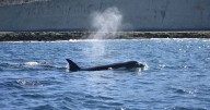 El público fue testigo del ataque de orcas a ballenas en Puerto Madryn: los investigadores destacaron que es «un proceso natural»