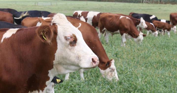 Simple Fresh Cow Records Can Improve Herd Health