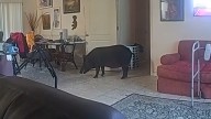 Florida wild hog busts into Lehigh Acres home, battles cops. See video
