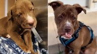 Pup Sent To California Shelter Because Of Face Deformity Was Almost Euthanized, But It All Suddenly Changed For Her