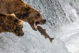 Big news: Annual eating contest roars to life in Fat Bear Week