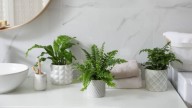 Si querés sumar vida a tu baño, estas ideas de decoración con plantas resistentes al vapor y poca luz son ideales