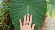 La planta que muchos eligen para decorar su casa pero puede ser peligrosa para tu salud: mirá por qué