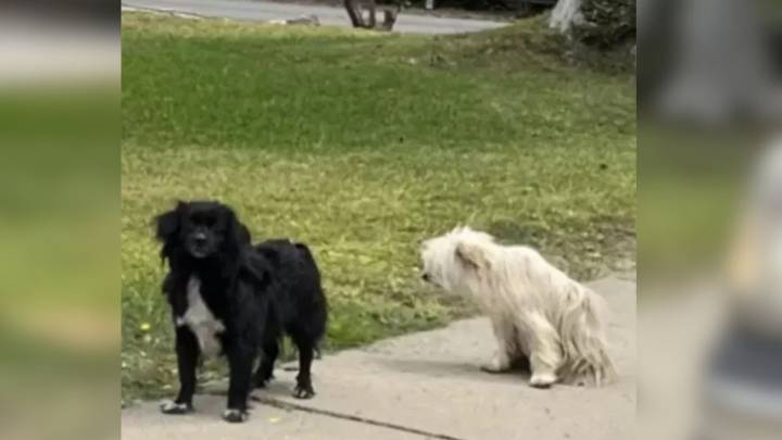 California Stray Dogs Refused To Leave Each Other’s Side Until A Rescuer Stepped In