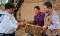 Refuerza Sader control de abeja africana