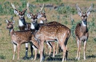 Identifican en Chaco la presencia de una especie exótica de riesgo para la fauna nativa